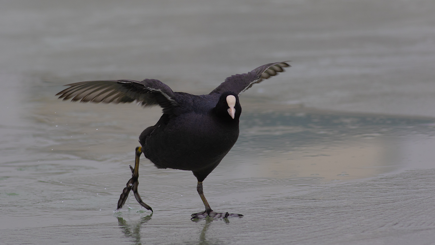 Eurasian Coot